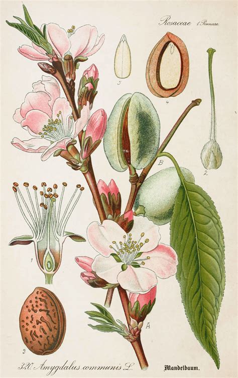 Illustration botanique des fleurs en coupe du Chaenomeles