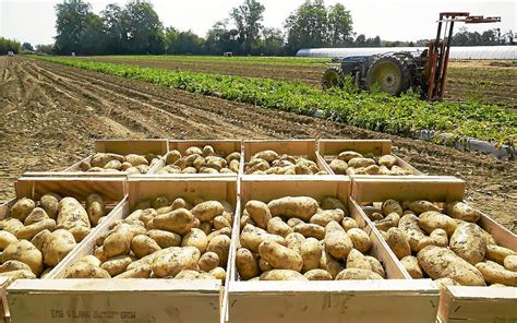Terroir des Pyrénées-Orientales et champs de culture de la pomme de terre Béa