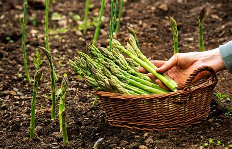 Tiges d'asperges devenues feuillage après la récolte