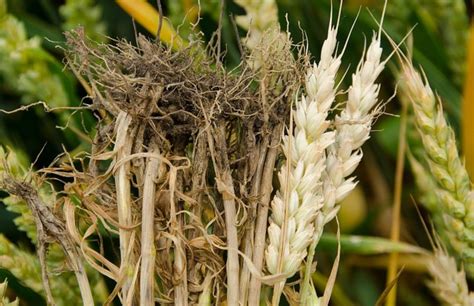 Techniques agronomiques pour le contrôle du piétin échaudage