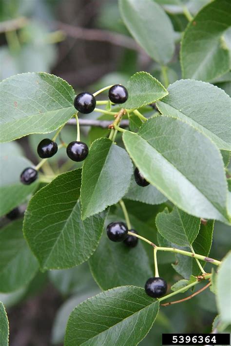 Prunus mahaleb avec ses fruits