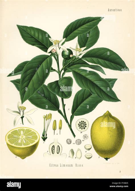 Illustration botanique du Citrus limonum et de ses fruits