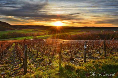 Vignobles champenois au lever du soleil