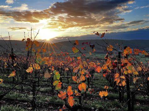 Vignes en automne sous un ciel nuageux