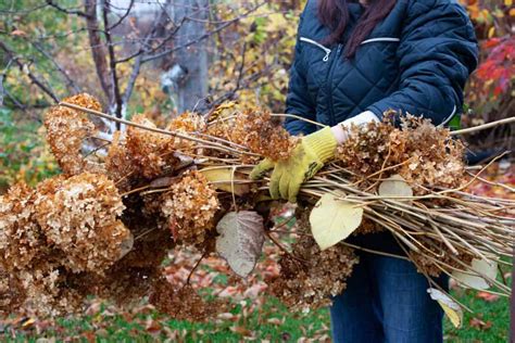 Hortensia protégé pour l'hiver