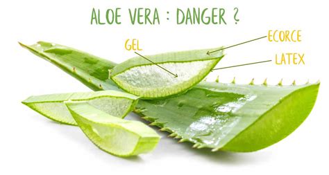 Illustration comparant une feuille d'Aloe Vera et une plante avec des rejets