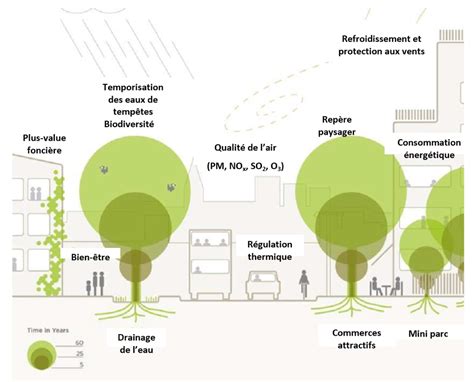 Infographie sur l'impact des arbres urbains sur la température