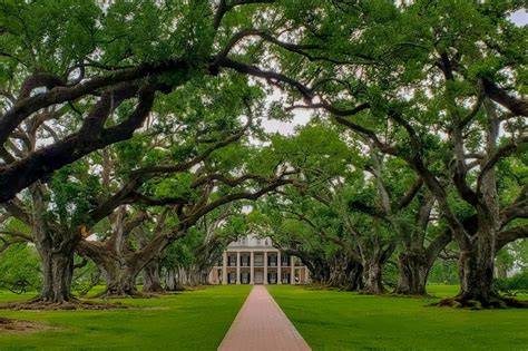 Photo de l'allée de chênes de Oak Alley Plantation