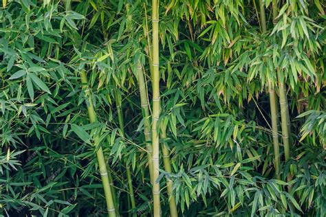 Entretien d'un bosquet de bambous