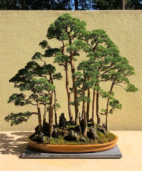 Exemple de composition Yose-ue (forêt de bonsaïs)