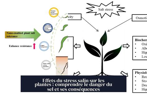 Diagramme des effets négatifs du sel sur l'environnement et le sol