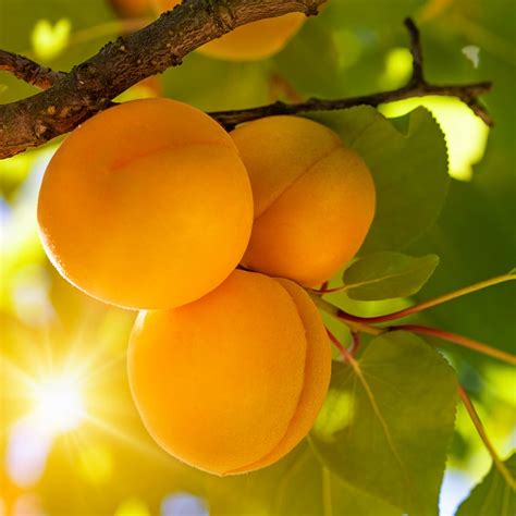 Différentes variétés d'abricots
