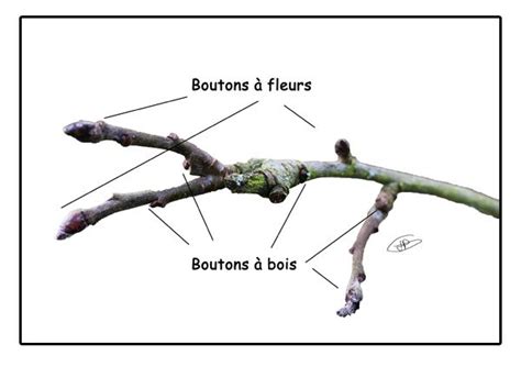 Différence entre bourgeons à bois et à fleurs