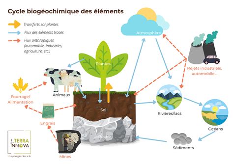 Schéma des interactions sol-plante et cycles biogéochimiques