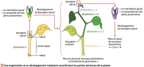 Schéma comparatif montrant le développement racinaire entre un pot et la pleine terre