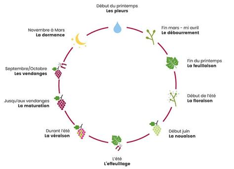 Schéma des étapes de la nouaison des fruits