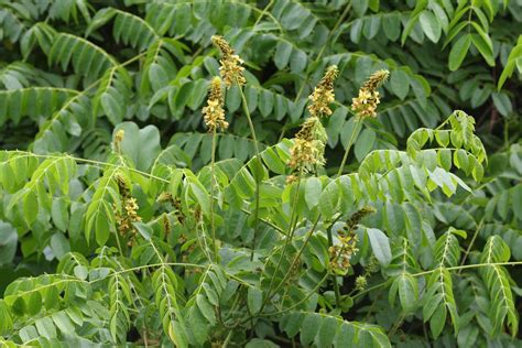 Arbuste épineux de Caesalpinia bonduc avec des gousses