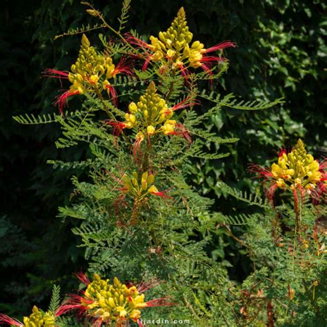 Fleurs jaunes éclatantes de Caesalpinia gilliesii