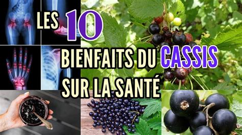 Infographie sur les bienfaits du cassis pour la santé