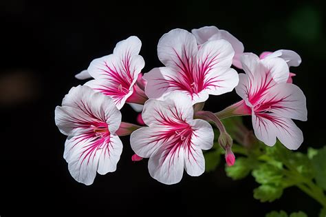 Schéma comparatif montrant les différences morphologiques entre une fleur de Geranium (pétales identiques) et une fleur de Pelargonium (pétales différenciés)