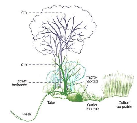 Schéma explicatif des trois strates d'une haie bocagère traditionnelle