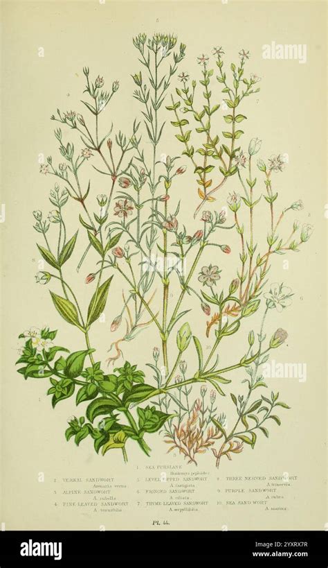 Illustration botanique montrant la diversité des formes de fleurs de clématites