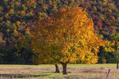 Arbre de noyer en automne avec des noix tombées au sol