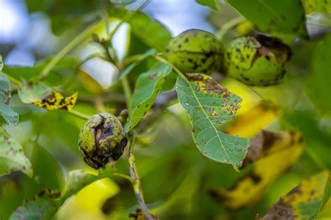 Feuilles de noyer atteintes par l'anthracnose