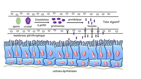 Mode d'action du Bacillus thuringiensis dans l'intestin des lépidoptères