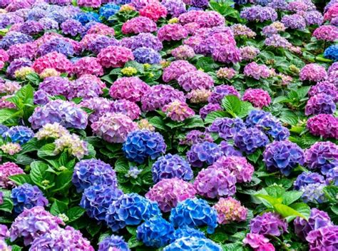 Un jardin luxuriant mettant en valeur des hortensias bleus en pleine floraison estivale