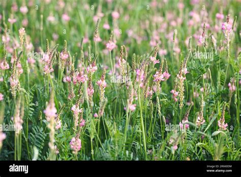 champ de sainfoin en fleur