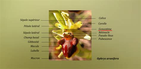 Photographie macro d'un labelle d'orchidée montrant les détails de la colonne (gynostème) et des pollinies