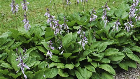Hosta en sous-bois ombragé avec feuillage varié