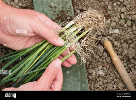 Diagramme d'espacement pour la plantation de jeunes hostas