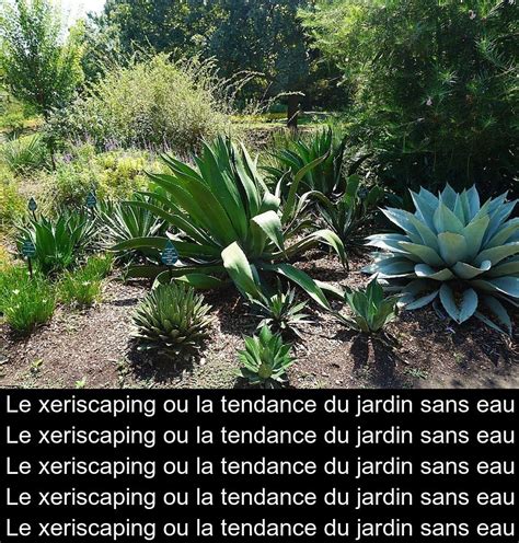 Schéma explicatif des principes de base du xeriscaping dans un jardin résidentiel