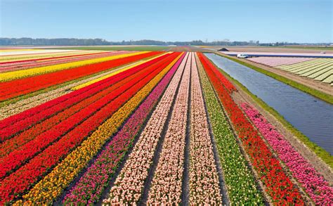 Champs de tulipes multicolores aux Pays-Bas