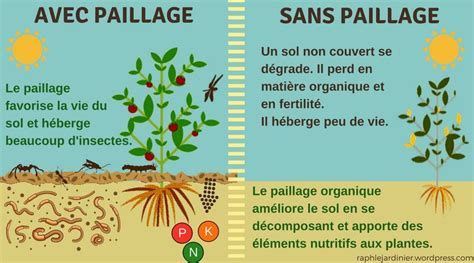 Comparaison visuelle entre un sol paillé et un sol nu sous un soleil intense