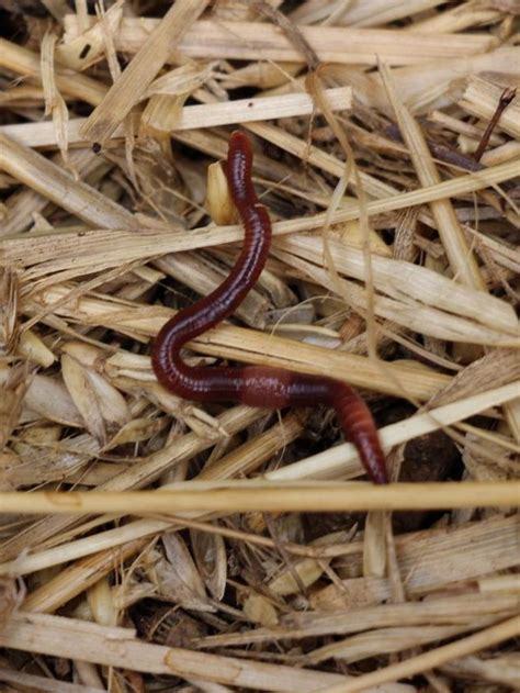 Lombricomposteur avec des vers Eisenia fetida