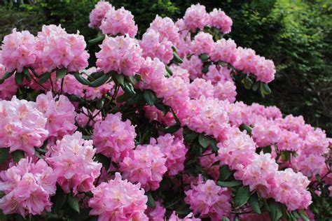 Photo d'un Rhododendron Pink Pearl en pleine floraison printanière