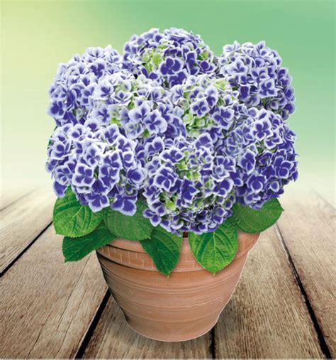 Hortensia Bavaria bleu avec ses pétales bicolores caractéristiques