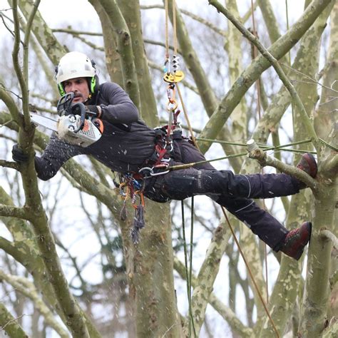 Arboriste grimpant à un pin