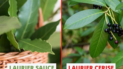Schéma comparatif entre le laurier sauce (aromatique) et le laurier rose (toxique)