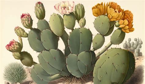 Illustration d'un fruit de figuier de barbarie sur son cactus