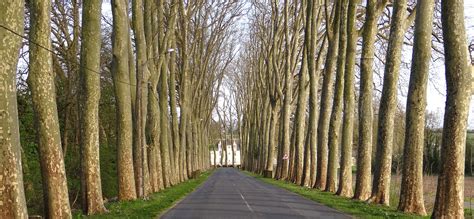 Photographie d'un alignement d'ormes majestueux le long d'une route de campagne