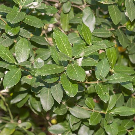 Feuilles larges d'Hedera colchica