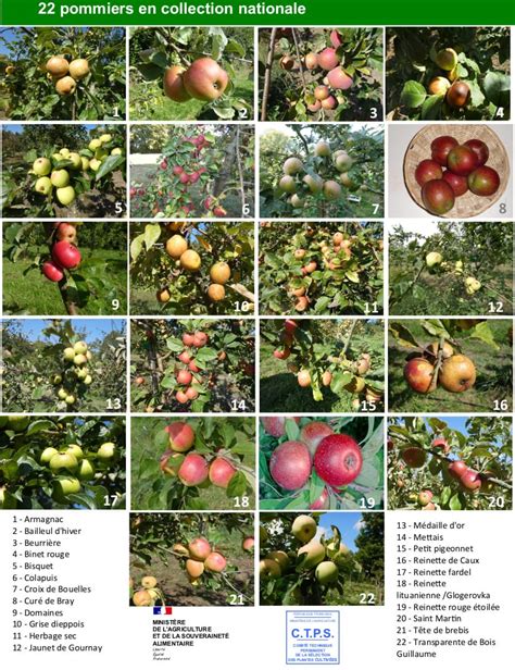 Schéma simpliste de l'évolution des variétés de pommiers