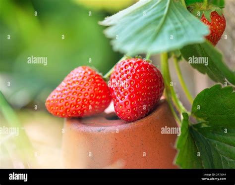 Gros plan sur des fraises mûres dans un panier