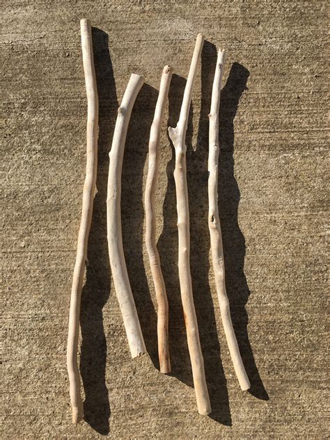 une sélection de branches de bois et de feuillages