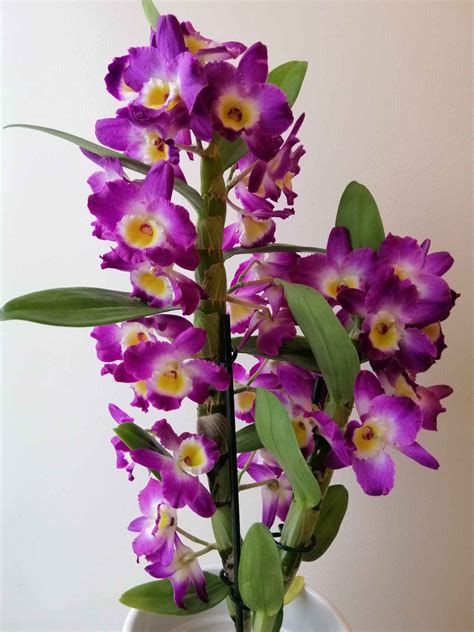 Morphologie du Dendrobium nobile : cannes segmentées, feuilles allongées et fleurs en bouquets