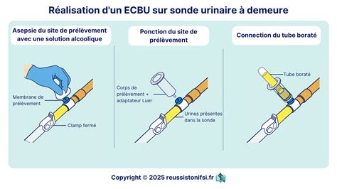 Schéma illustrant le prélèvement d'un keiki sur une canne de Dendrobium